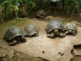 /album/fotogaleria/tortugas-2-jpg/